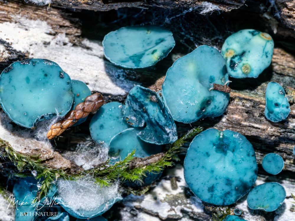 Blue-green round fungal fruiting bodies on a log