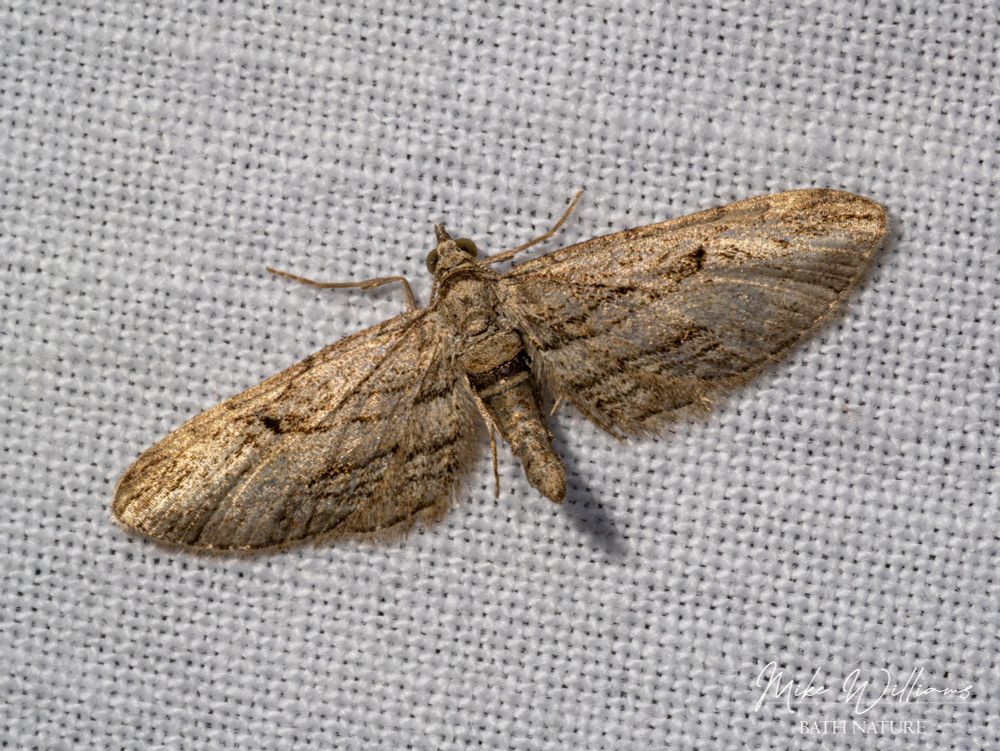 Cypress Pug moth