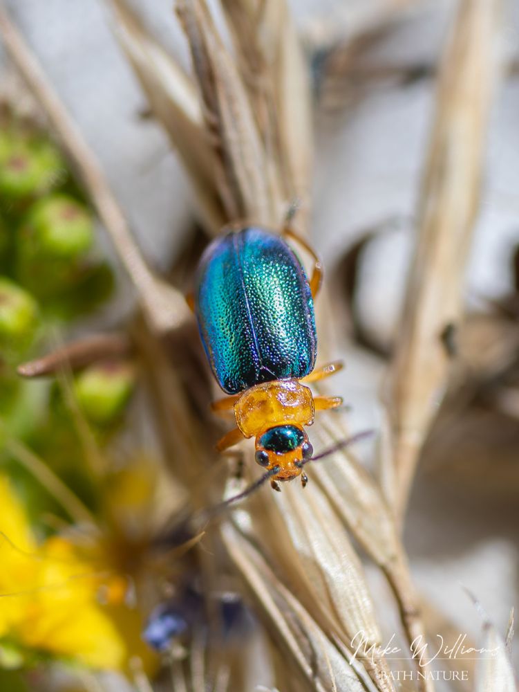 Sermylassa halensis, a beetle with metallic blue wing cases and rear of head, and red thorax and front of head.
