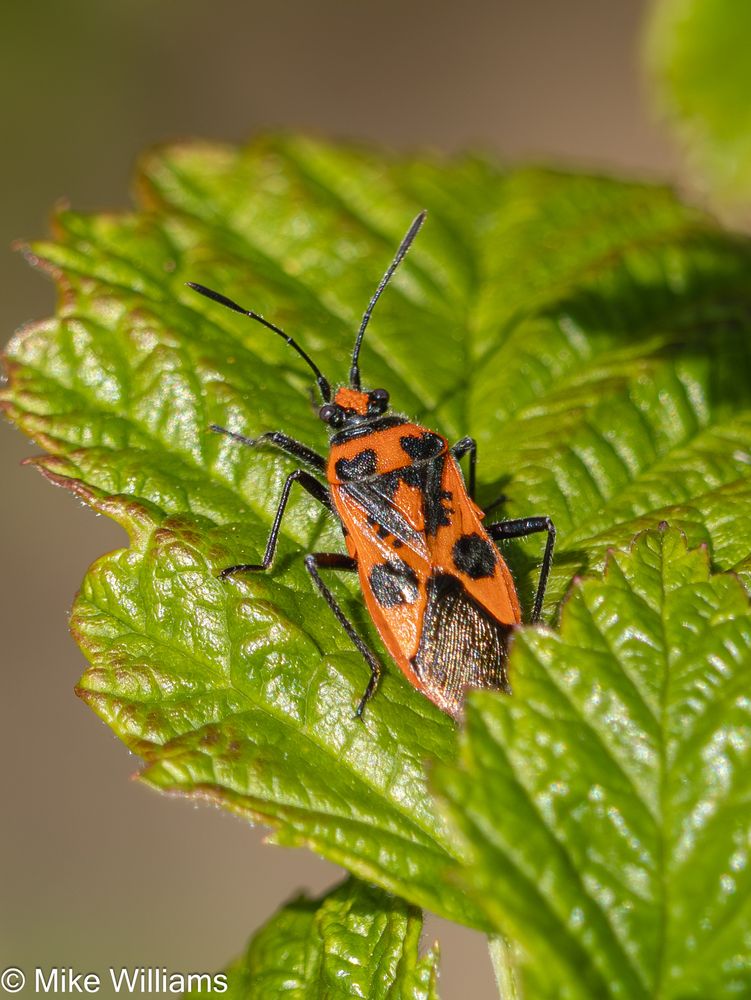 Cinnamon Bug - a black and red bug on a leaf