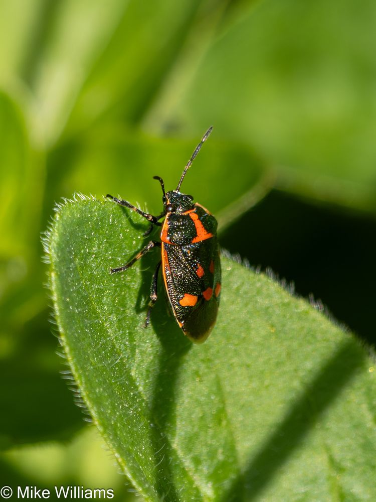 Cinnamon Bug - a black and red bug on a leaf