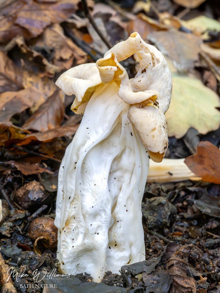 A White Saddle mushroom on a woodland floor