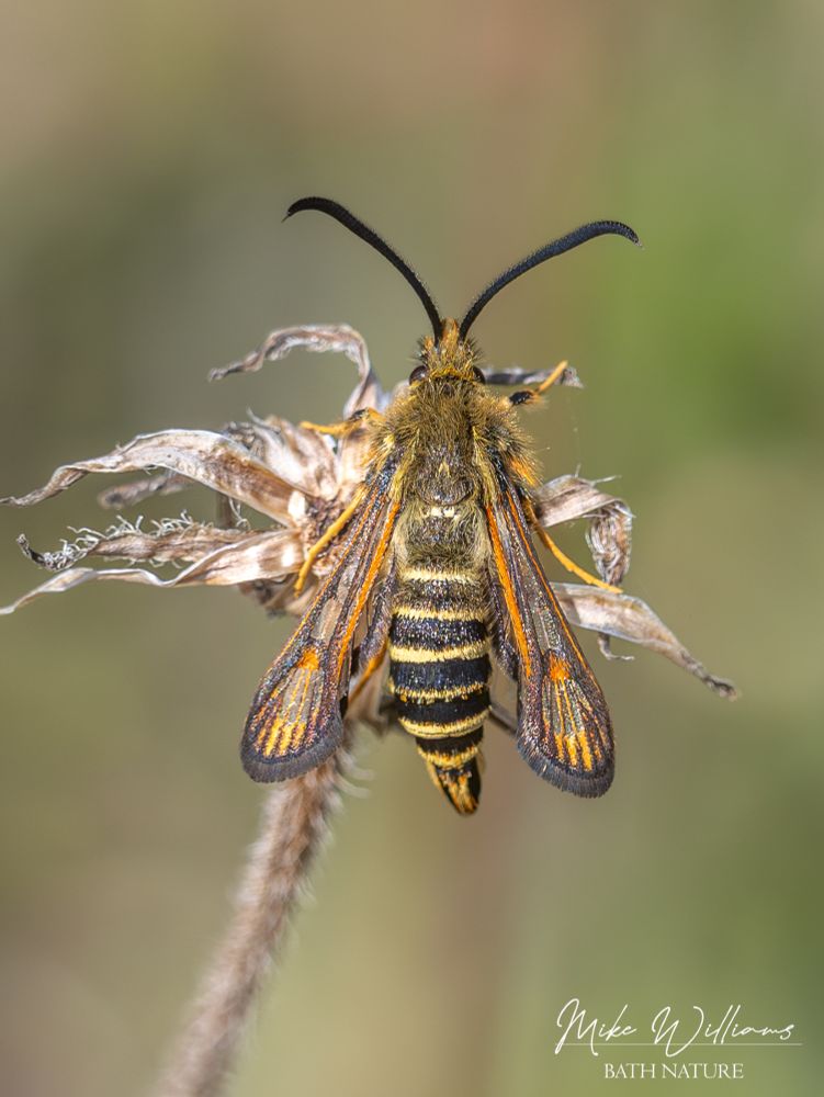 A Six-belted Clearwing moth, a moth resembling a wasp, on a dead flower