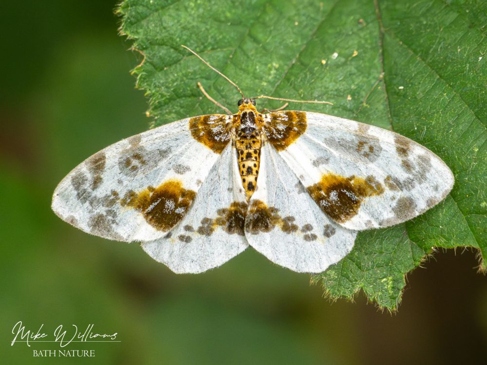 A moth on a leaf
