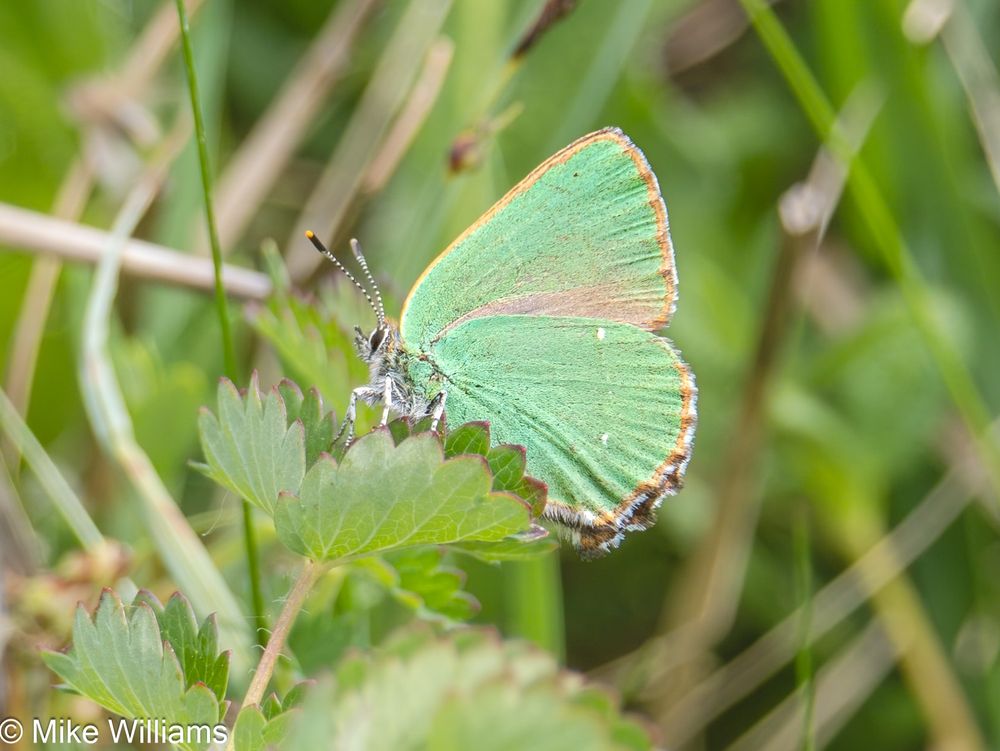 Green Hairstreak - a small green butterfly, in profile, resting on a lead

