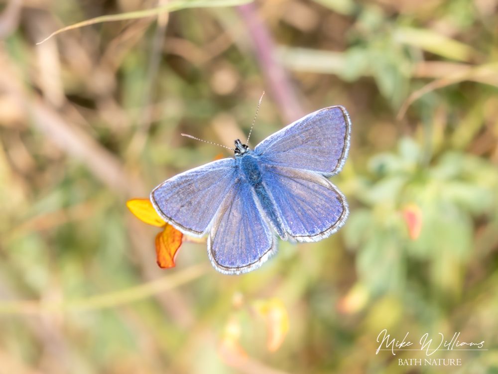 A Common Blue butterfly resting on a flower
