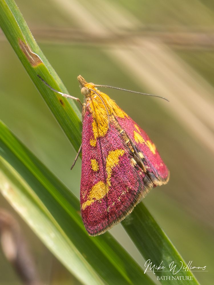 Pyrausta purpuralis, a small moth with purple wings and gold markings, resting on a blade of grass