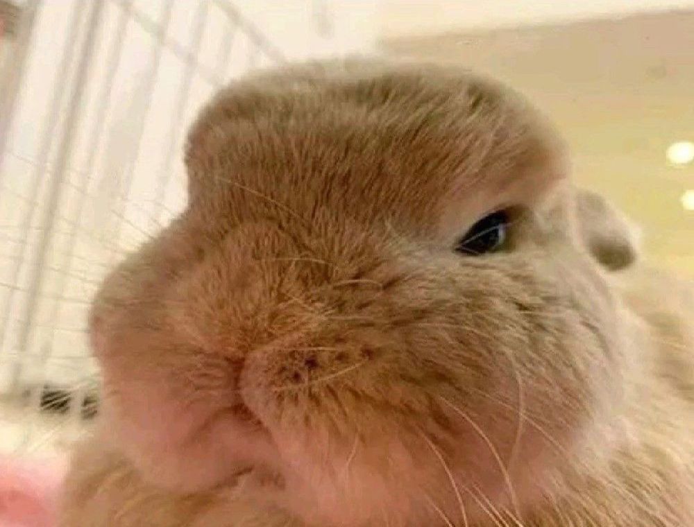 Pisses off buny 