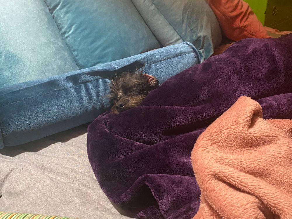 black dog under purple velvet covers with her head on a velvet pillow