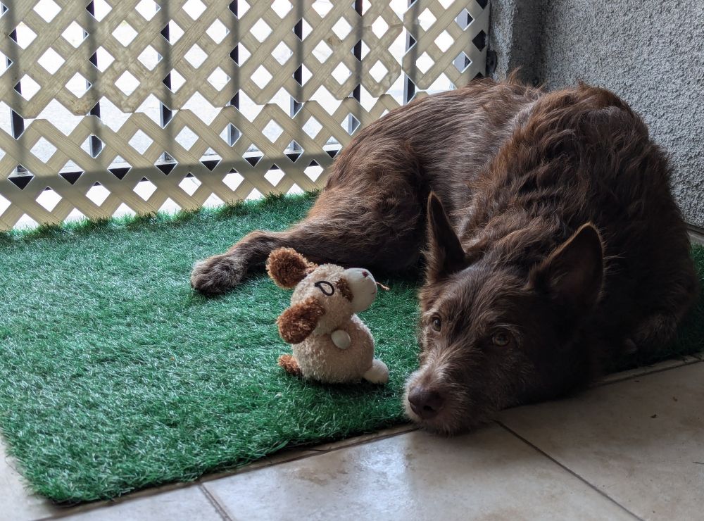 Chocolate colored dog with cute foxy face is laying on a fake grass mat on a tile patio with a grated white fence behind 