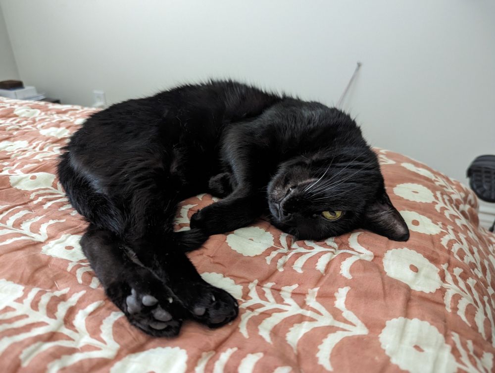Black cat curled laying on bed