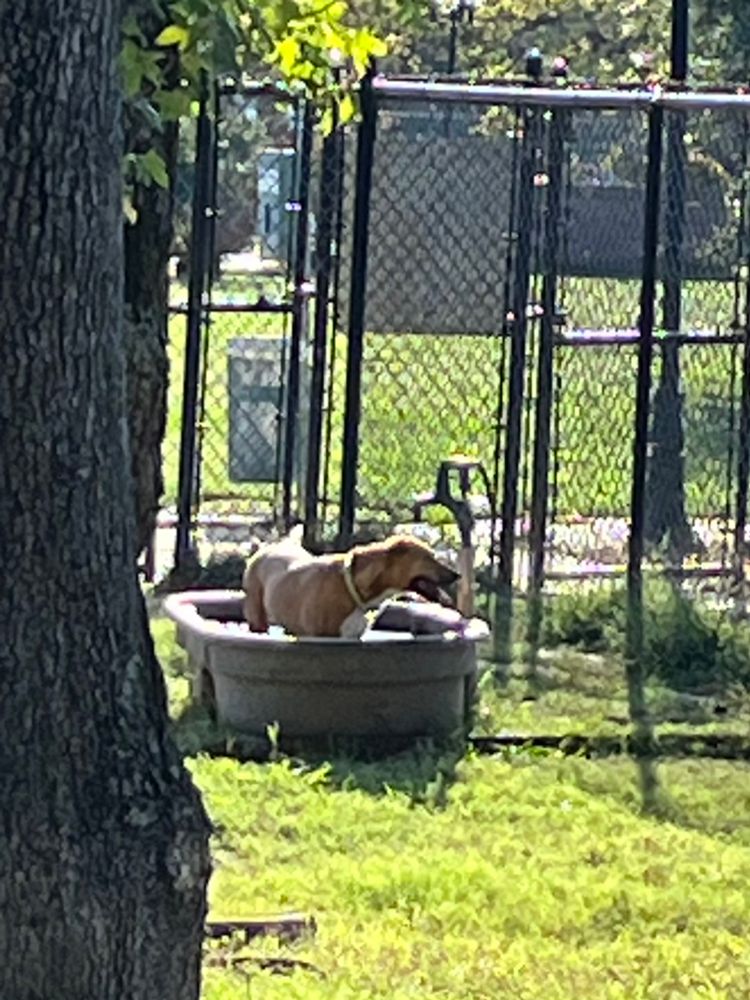 Dog standing in a water trough in a dog park.