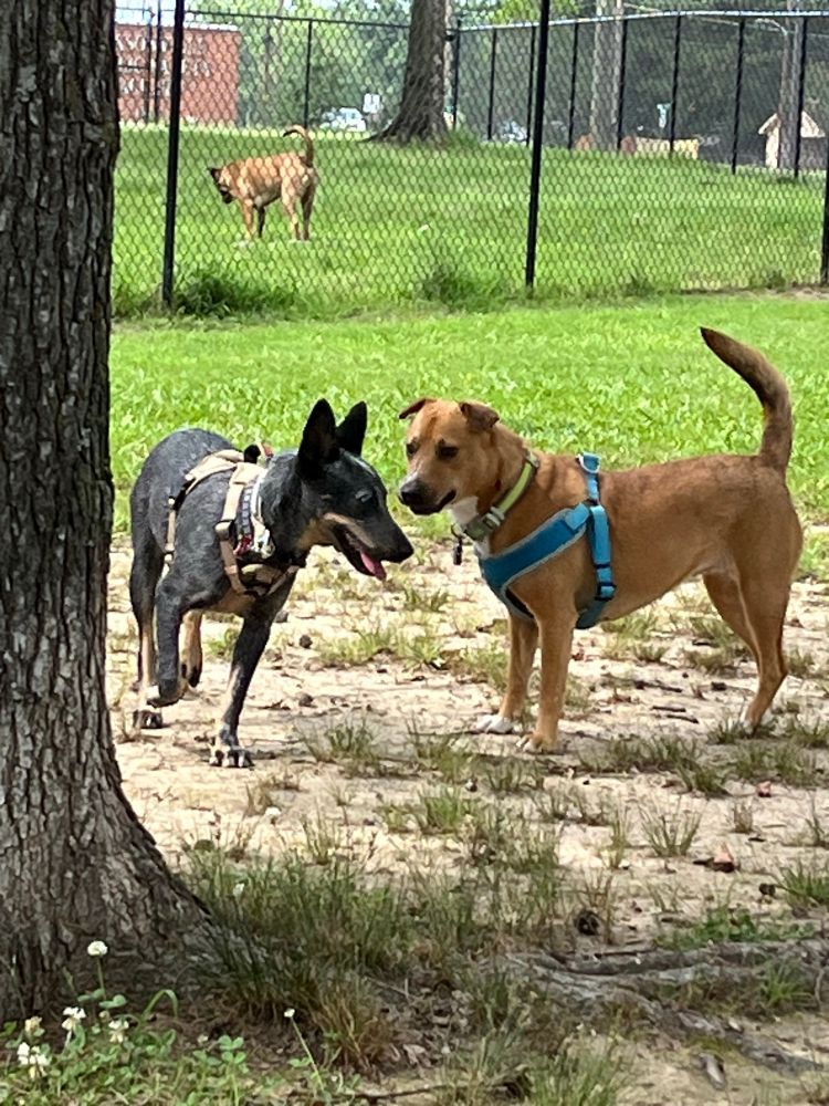 Two dogs greeting each other at a dog park.