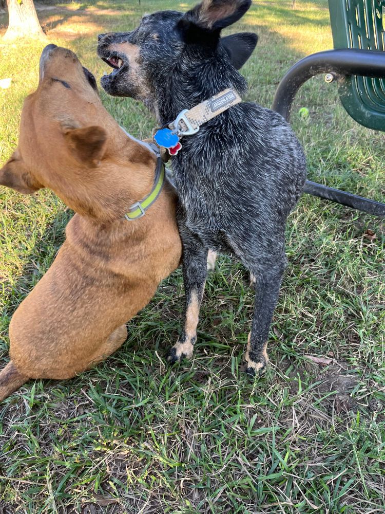 Tan dog playing with a blue healer dog. 
