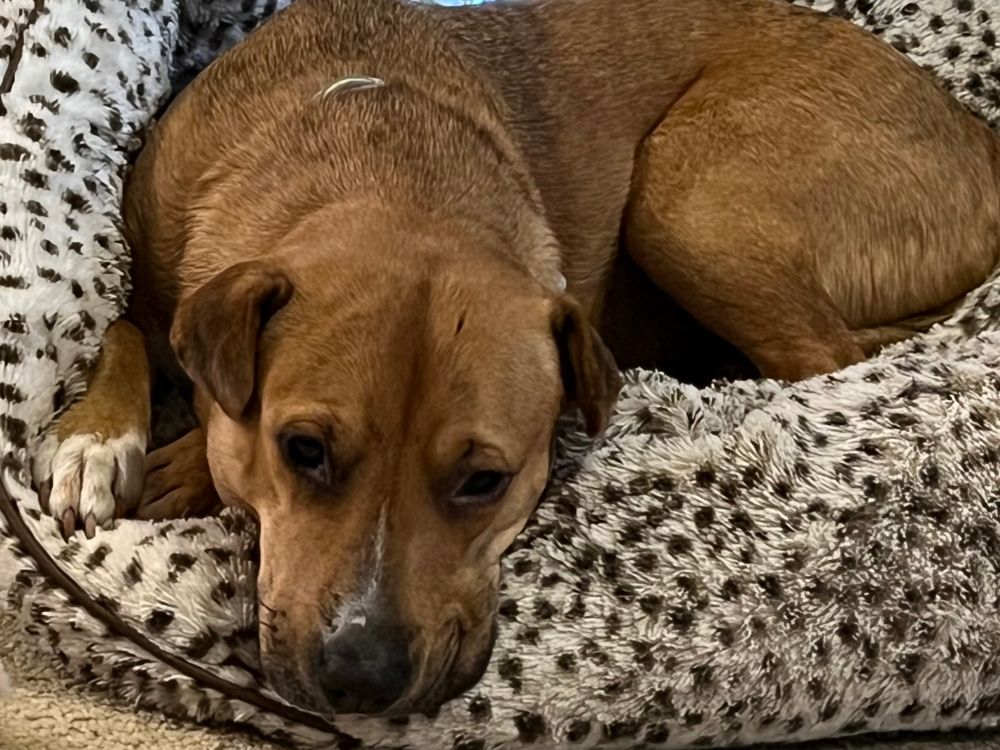 Sad-eyed dog laying in her bed. 