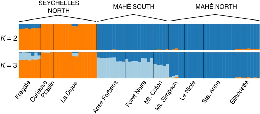 Structure plot with 10 runs permuted in CLUMPAK and plotted in distruct for K = 2 and K = 3. Vertical bars represent individuals (n = 77). Labels above the plots correspond to the major genetic clusters. Colour codes as in (1B).