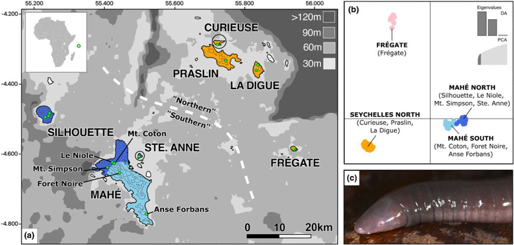 (A) Island connectivity with sea level change. Present-day emergent land is coloured for cluster membership inferred with DAPC (see B), and islands unsampled in this study are shown in white. Sampling localities are shown by green dots. Elevation (above sea level) is shown by contour lines (200 m spacing). Smaller islands (Ste. Anne and Curieuse) are circled for clarity. The grey shaded area represents exposed land, with the shade of grey in the key indicating metres below current sea level. Bathymetry data from the GEBCO 2024 repository. Inset map shows position of the Seychelles (indicated with a green loop) relative to Africa. Latitude and longitude given in decimal degrees. (B) DAPC of K = 4, with eight PCs and two eigenvalues. (C) Hypogeophis rostratus, photographed by STM.