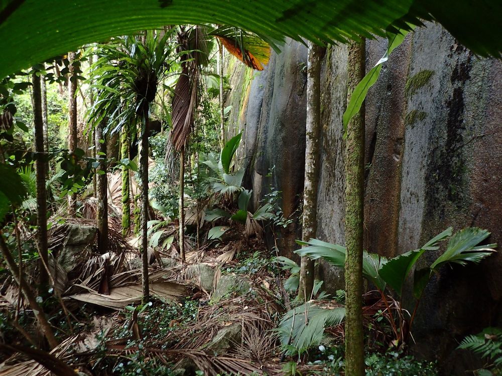 Congo Rouge, Mahé