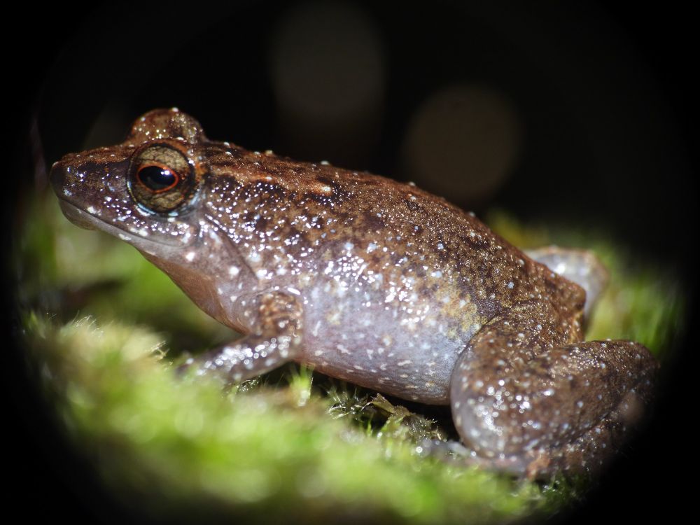 Thomasset's Seychelles frog or Thomasset's frog (Sooglossus thomasseti)