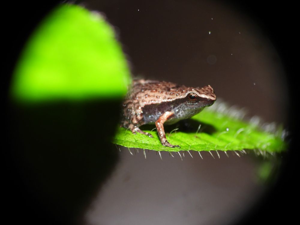 Gardiner's Seychelles frog (Sechellophryne gardineri) 