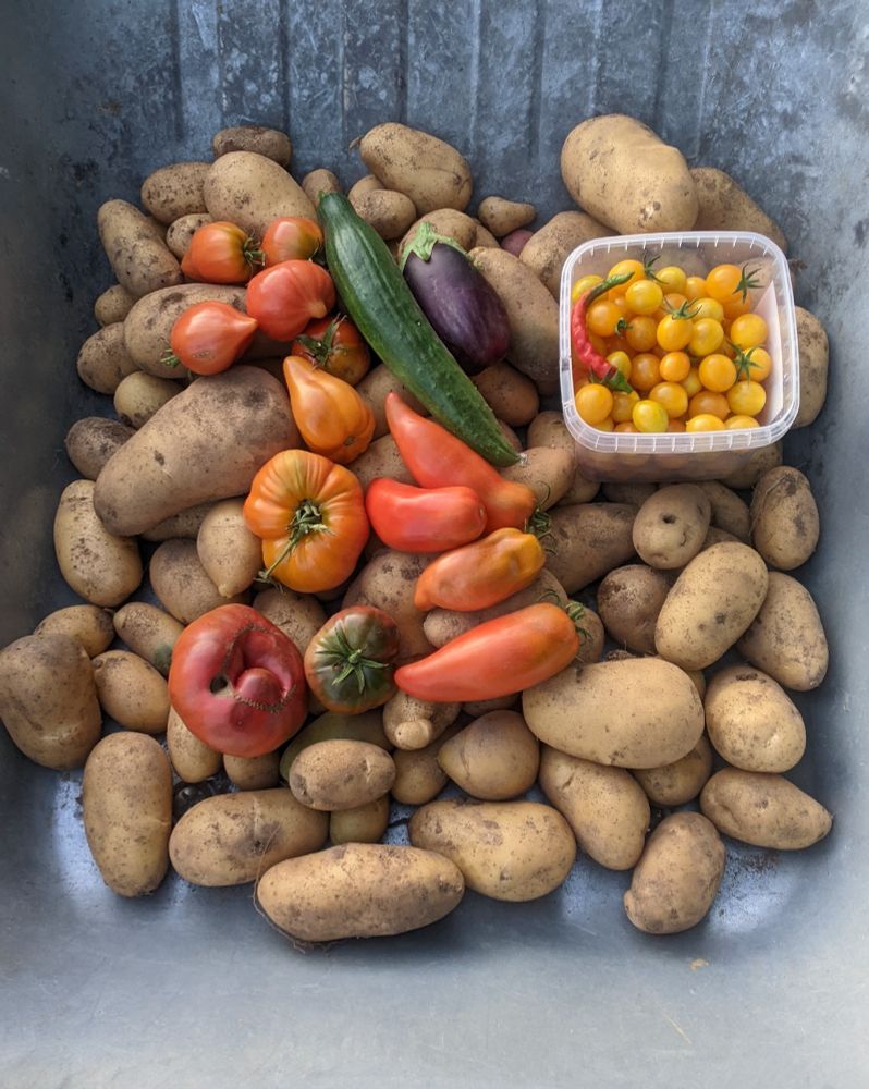 Patates, tomates, 🍅 cerise jaunes, comcombre, aubergine et piment 