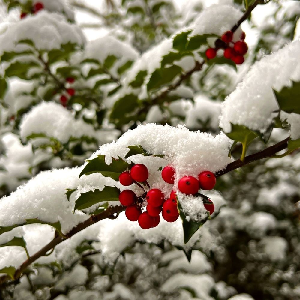 A holly bush with its red berries is topped in freshly fallen snow. 