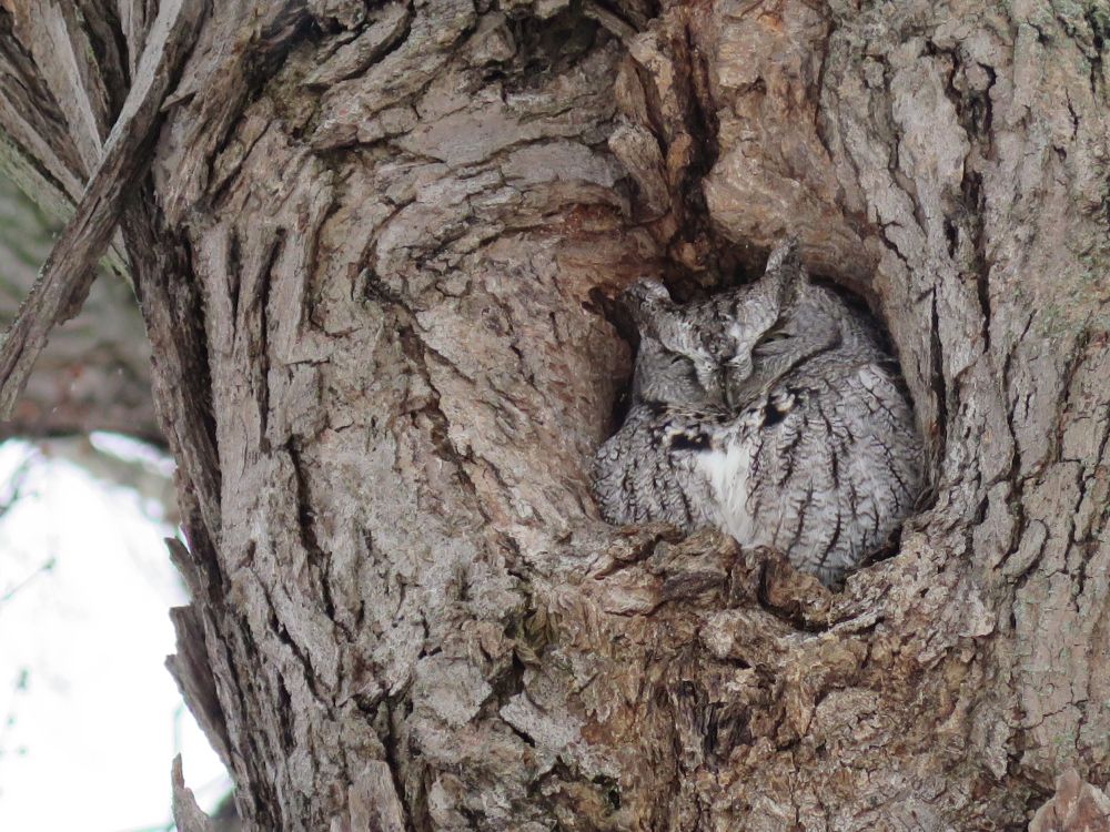 an Eastern Screech Owl is nestled in a hole in a maple tree. The markings of the owl give a camouflage look against the trees bark. 
