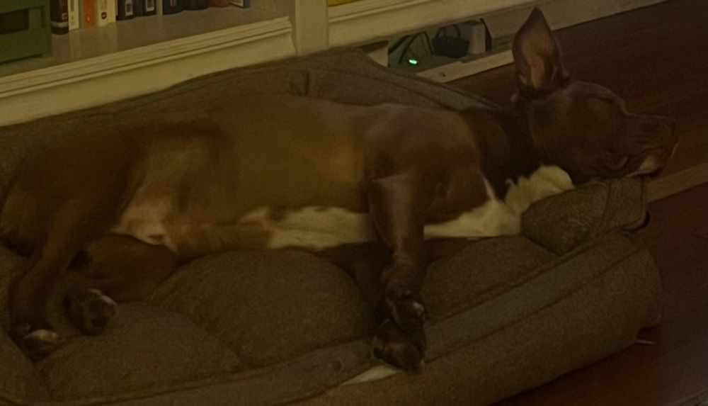 Pit mix rescue dog sleeping with ears still alert.