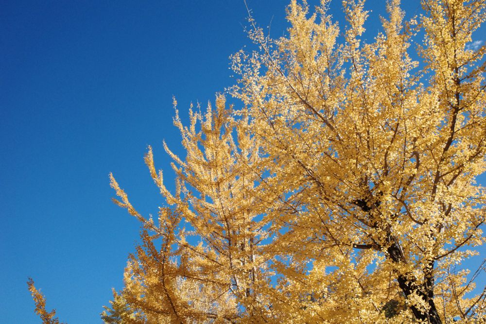 青空と銀杏