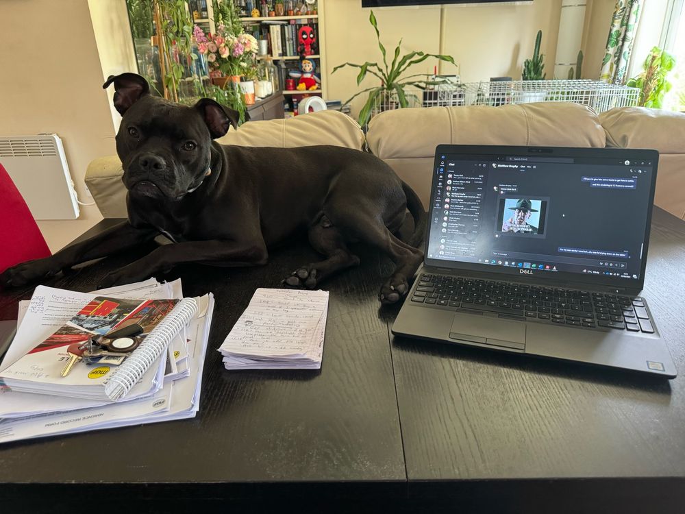Ripley, a black staffy boxer cross is lying down on the kitchen table, next to a work laptop and papers.