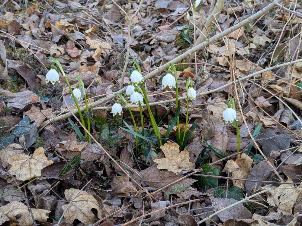 Nove bucaneve su letto di foglie secche 