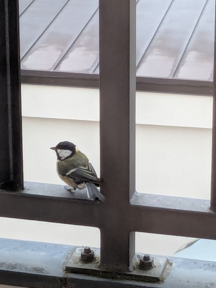 A small bird in an urban context, photographed behind a window.