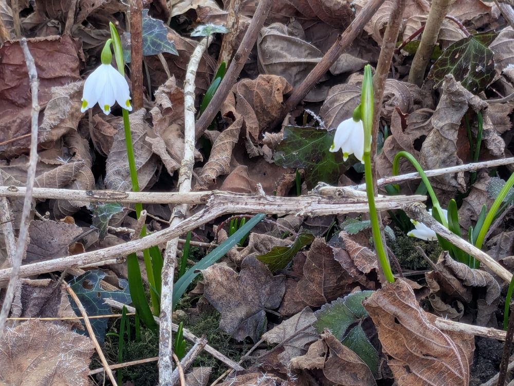 Due bucaneve su letto di foglie secche 