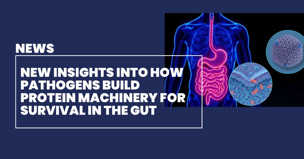 Alt text: A navy blue news title card that reads 'New insights into how pathogens build protein machinery for survival in the gut' in white writing. Pictured to the right is a diagram of the digestive system with diagrams of gut bacteria.