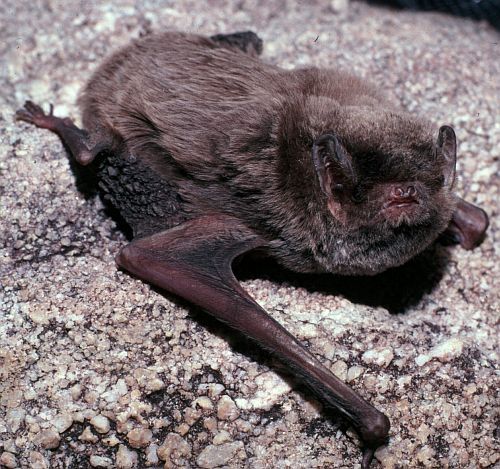 Common bent-wing bat