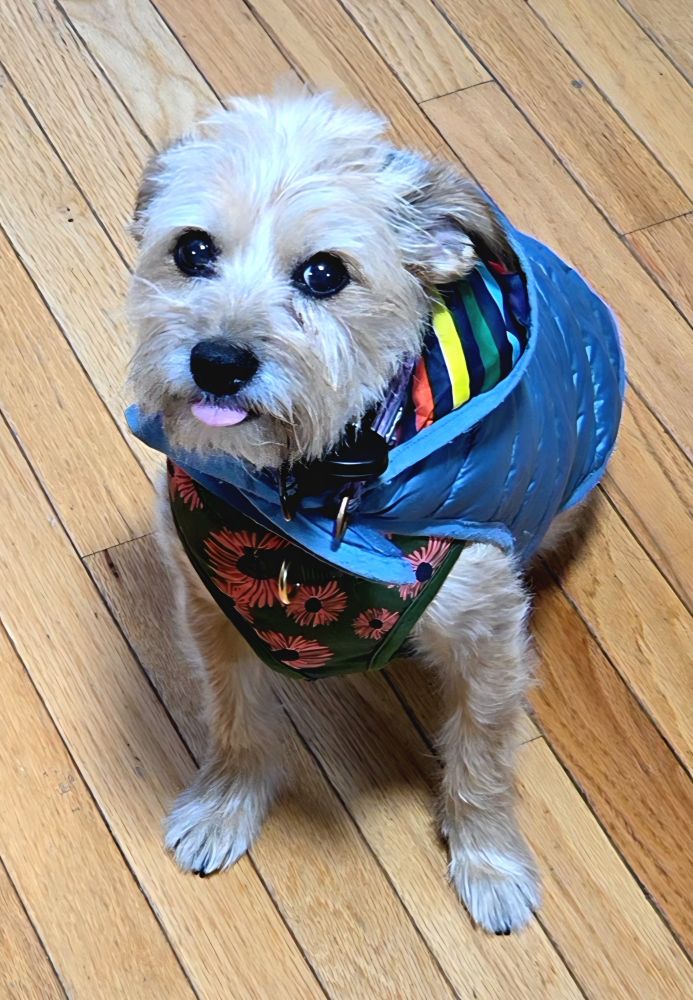A small, scruffy terrier-type dog wearing a blue and floral winter vest, sitting on a wooden floor with its tongue sticking out.