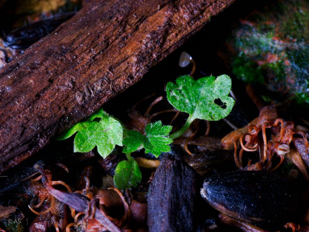 A single sprout with several leaves towered over by a small splinter