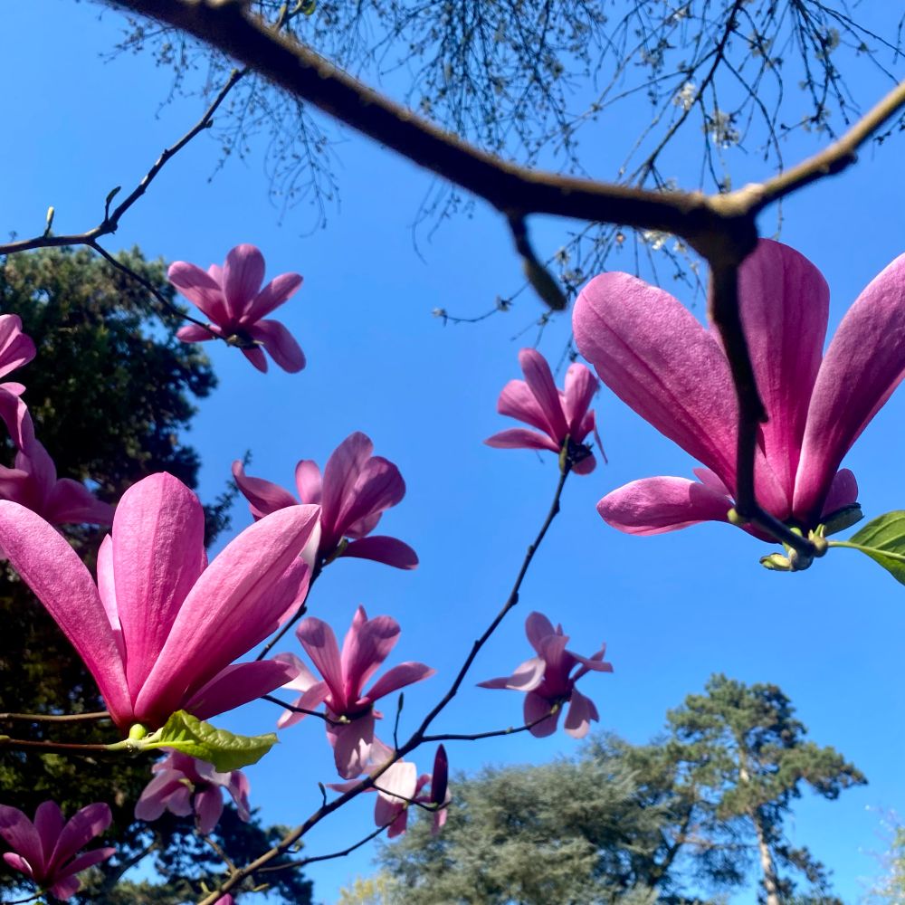 Fleurs de Magnolia sous un ciel bleu