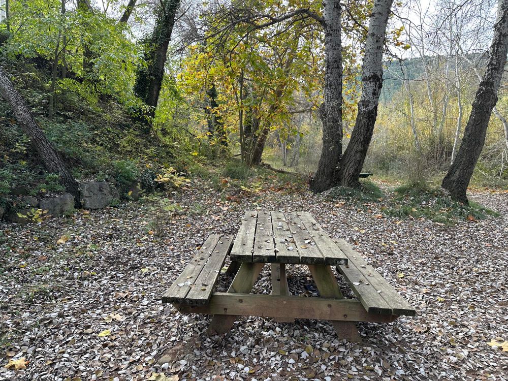 Una mesa con bancos de madera en un claro entre abedules y chopos medio pelados. Las hojas marrones, blancas y amarillas cubren el suelo. 