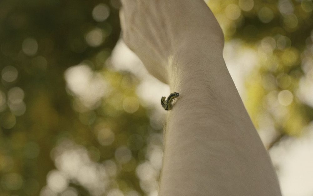 Charlie watches a caterpillar intently on his arm in Lilies Not For Me