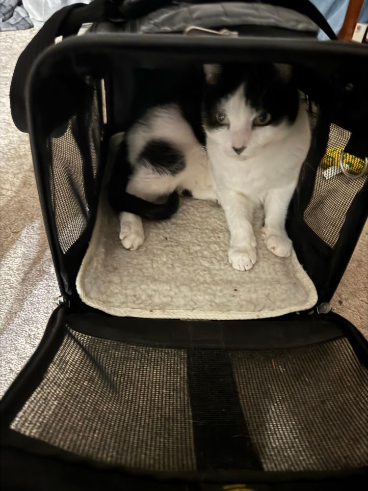 A photo of a black-and-white cat who was rudely awakened and is curled up in an open fabric pet carrier