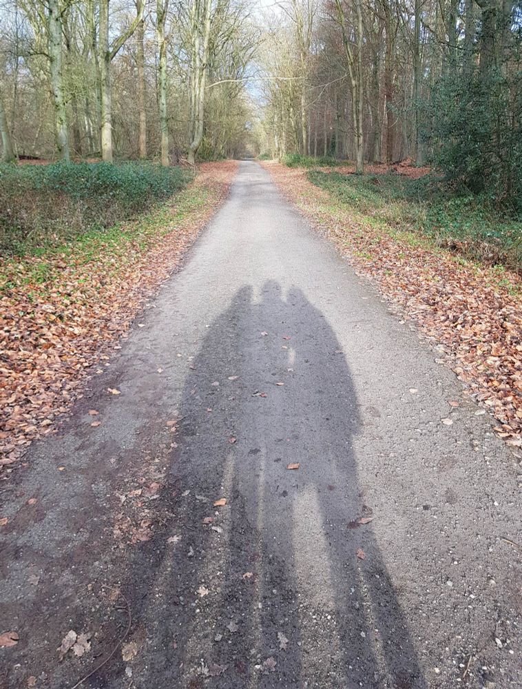 Das Bild wurde auf einem breiten Ealdweg aufgenommen. Es ist Ende Dezember, dementsprechend sueht man mehr Laub am Boden als an den Bäumen. Die Sonne scheint von hinten und man sieht die Schatten von drei Personen auf dem Weg - eine minimal größere in der Mitte und je eine minimal kleinere rechts und links. 