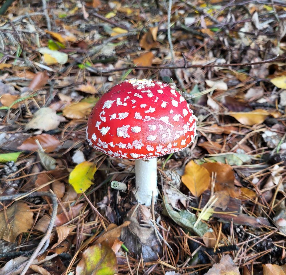 Man sieht einen Fliegenpilz mit noch gerundeten Kopf, drumherum Herbstlaub. 