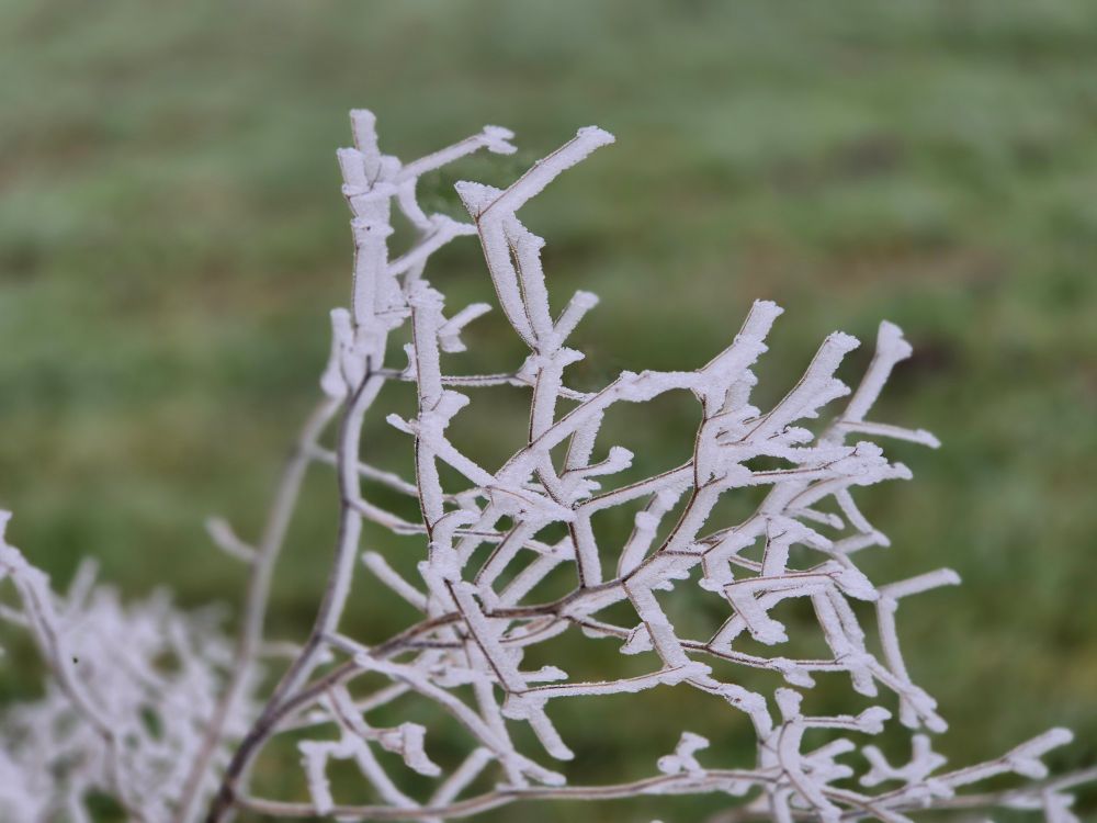 Auf dem Bild sieht man vertrocknete Zweige eines (Unkraut?-)Gewächses, an denen der Wind Eis aufgetürmt hat. 
Im Hintergrund sieht man verschwommen eine grüne Wiese. 