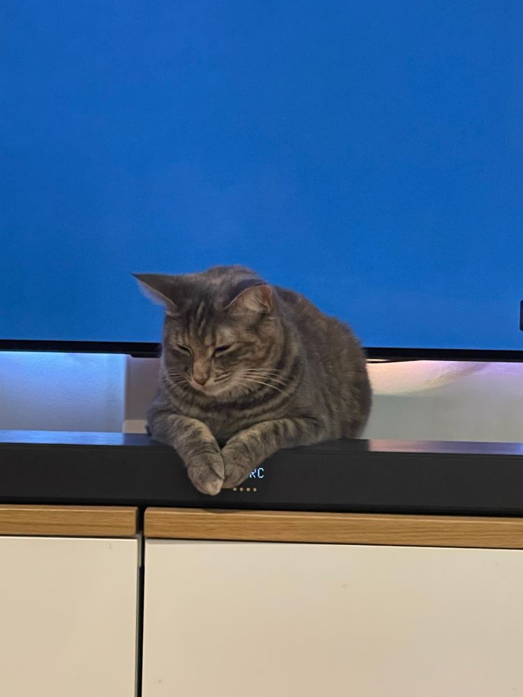 A cat sitting smugly atop a soundbar. She knows doing so will garner her attention as her little paws will mess with the touch controls mounted on the top of the soundbar. 