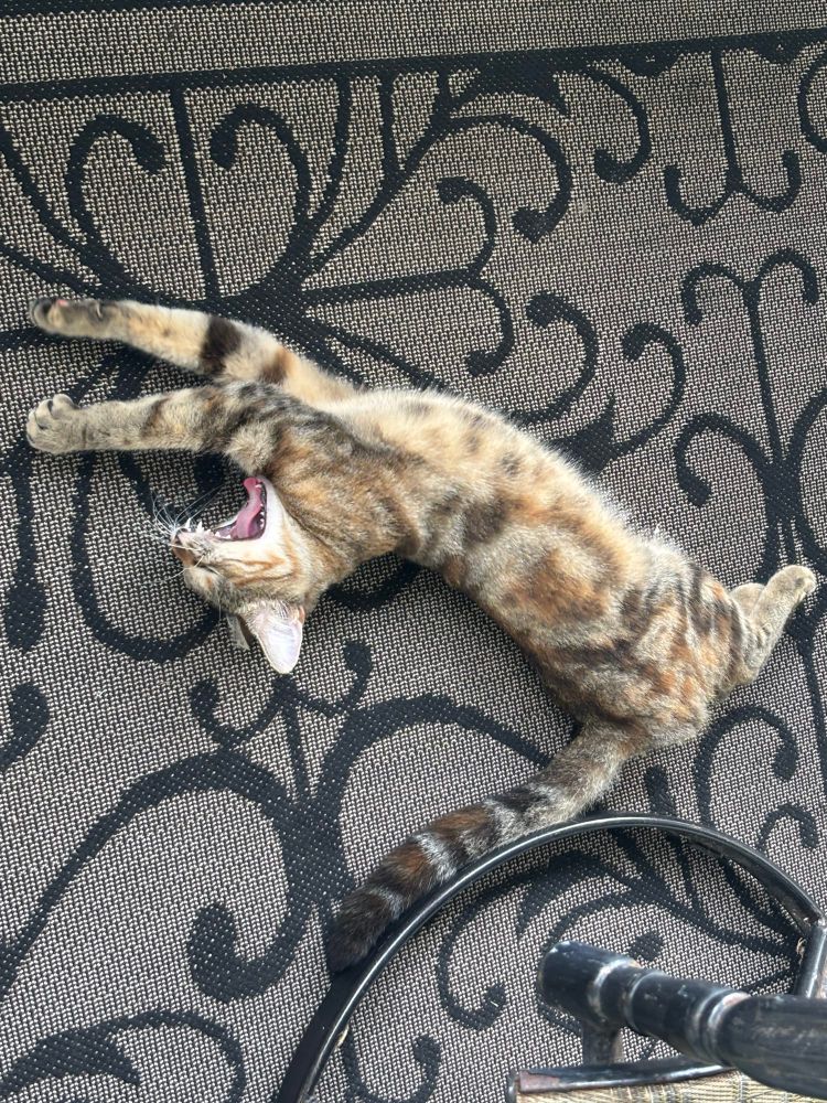 The same brown and orange tabby, now even more stretched out and yawning to show all its sharp pointy teeth.