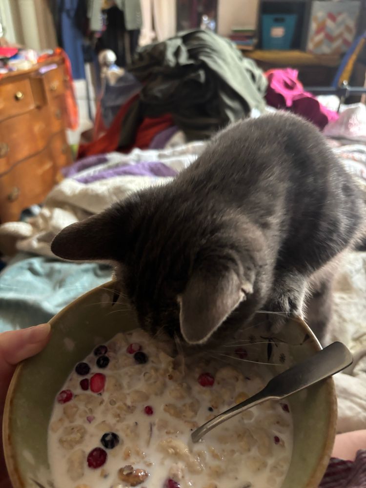 Success! The bowl is within reach and the grey tabby cat is leaning over it to drink the tasty milk.