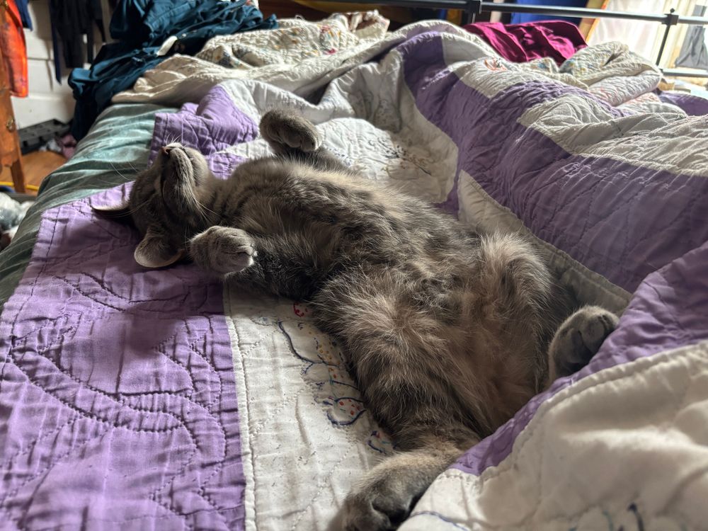 A grey tabby kitten sound asleep on a bed. He's on his back with his belly fully on display and his front paws hanging in the air. Next to him is a pair of human legs covered in a purple and white quilt.