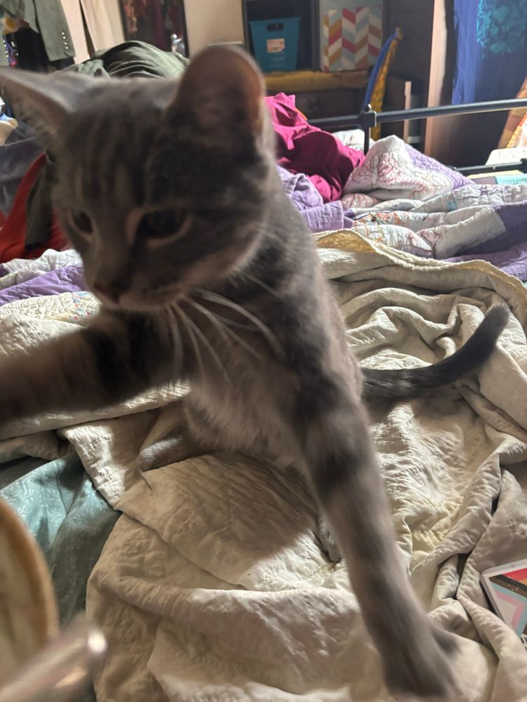 An adolescent grey tabby cat standing on his back legs and reaching for something behind the camera