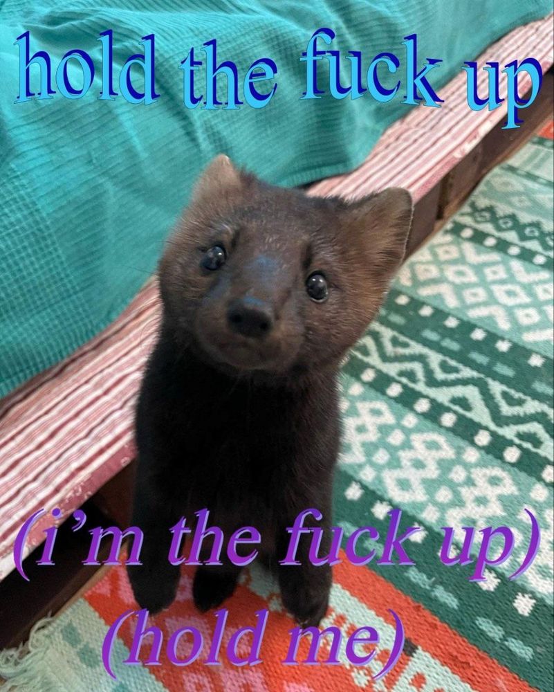 A picture of a small brown animal standing on its hind legs and looking up at the camera beseechingly. On the top of the image it says "hold the fuck up." At the bottom it says "(I'm the fuck up)"